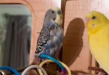 Почему попугаи выщипывают себе перья