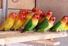 Уход за попугаями-неразлучниками в домашних условиях Неразлучники содержание и уход