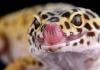 Ящерица геккон: фото и описание, среда обитания, уход и кормление в домашних условиях, невероятные факты Где обитает геккон