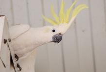 Попугаи какаду: отзывы, фото