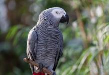 Жако - одни из самых умных видов попугаев Уход за попугаем жако в домашних условиях