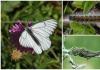 Описание и фото гусеницы и бабочки боярышницы, как бороться Сколько живет бабочка боярышница