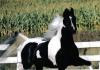 Название и описание самых красивых пород лошадей Все породы лошадей и коней