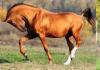 Самые красивые и знаменитые русские породы лошадей Какие бывают породы лошадей с фотографиями