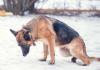 Отказ задних лап у собак: причины, симптомы и лечение