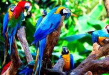 Образ жизни и среда обитания попугая ара