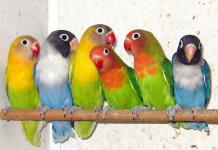 Все о попугаях неразлучниках Птицы неразлучники