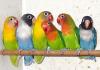Все о попугаях неразлучниках Птицы неразлучники